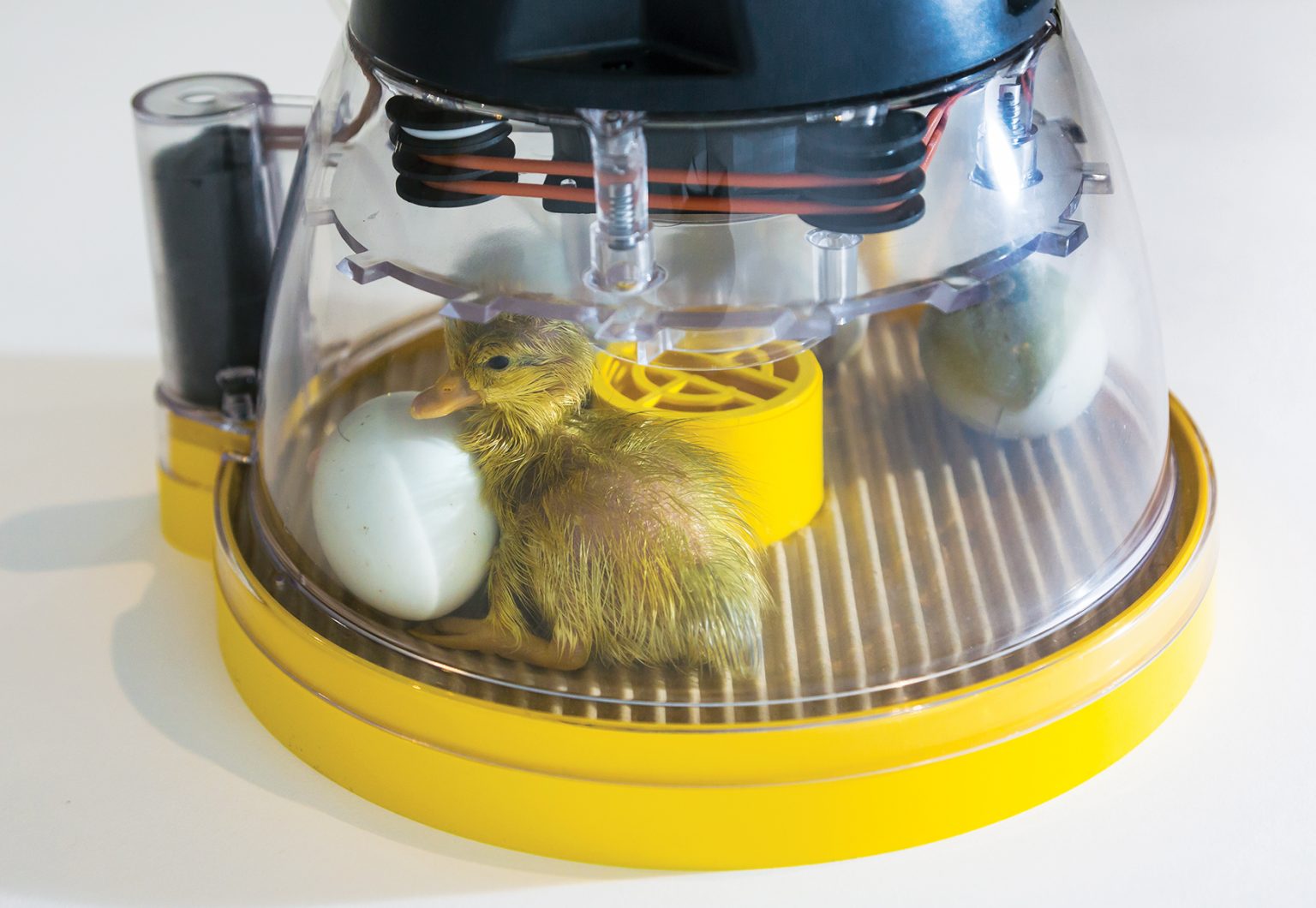 Incubating Duck Eggs with Chicken Eggs Backyard Poultry